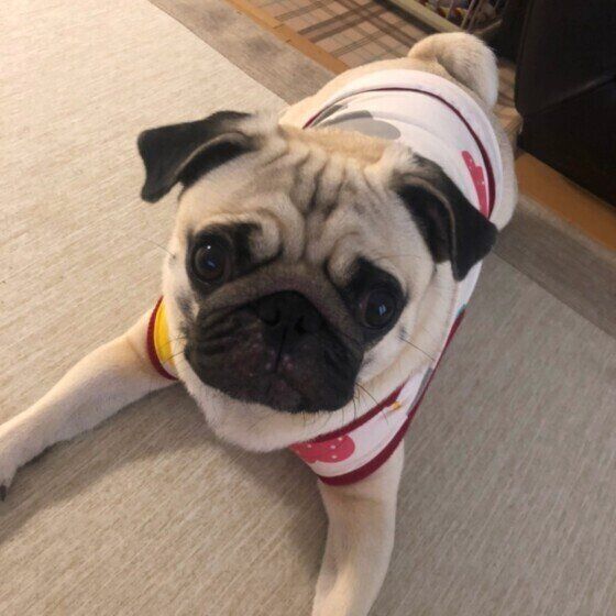 伏せをするパグ