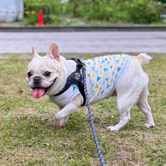 お散歩中のフレンチ・ブルドッグ いぬのきもち