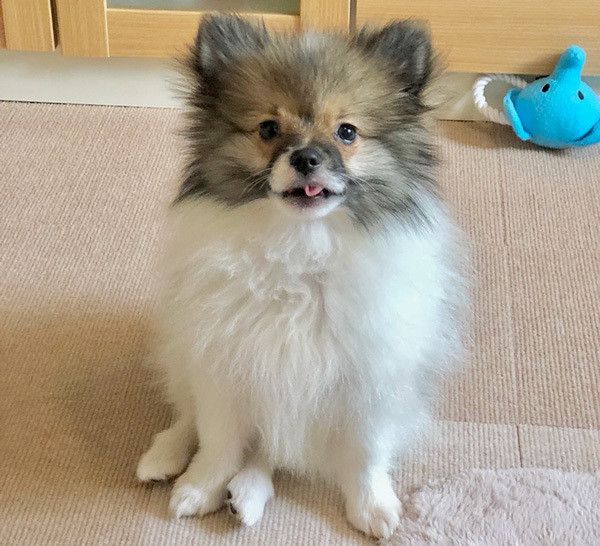 見つめるポメラニアン