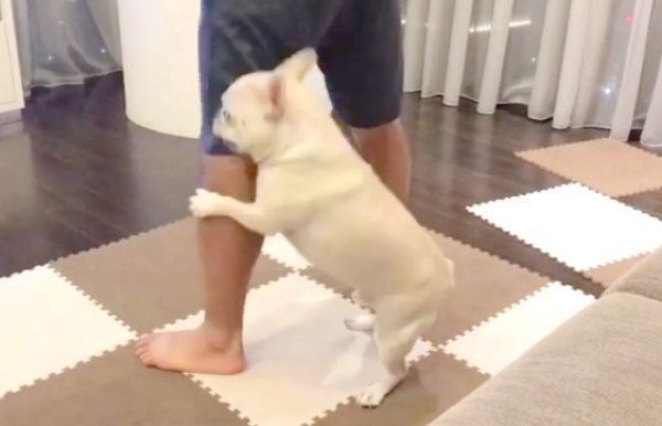 まるで専属トレーナー 筋トレするパパをサポートする犬の姿とは いぬのきもちweb Magazine