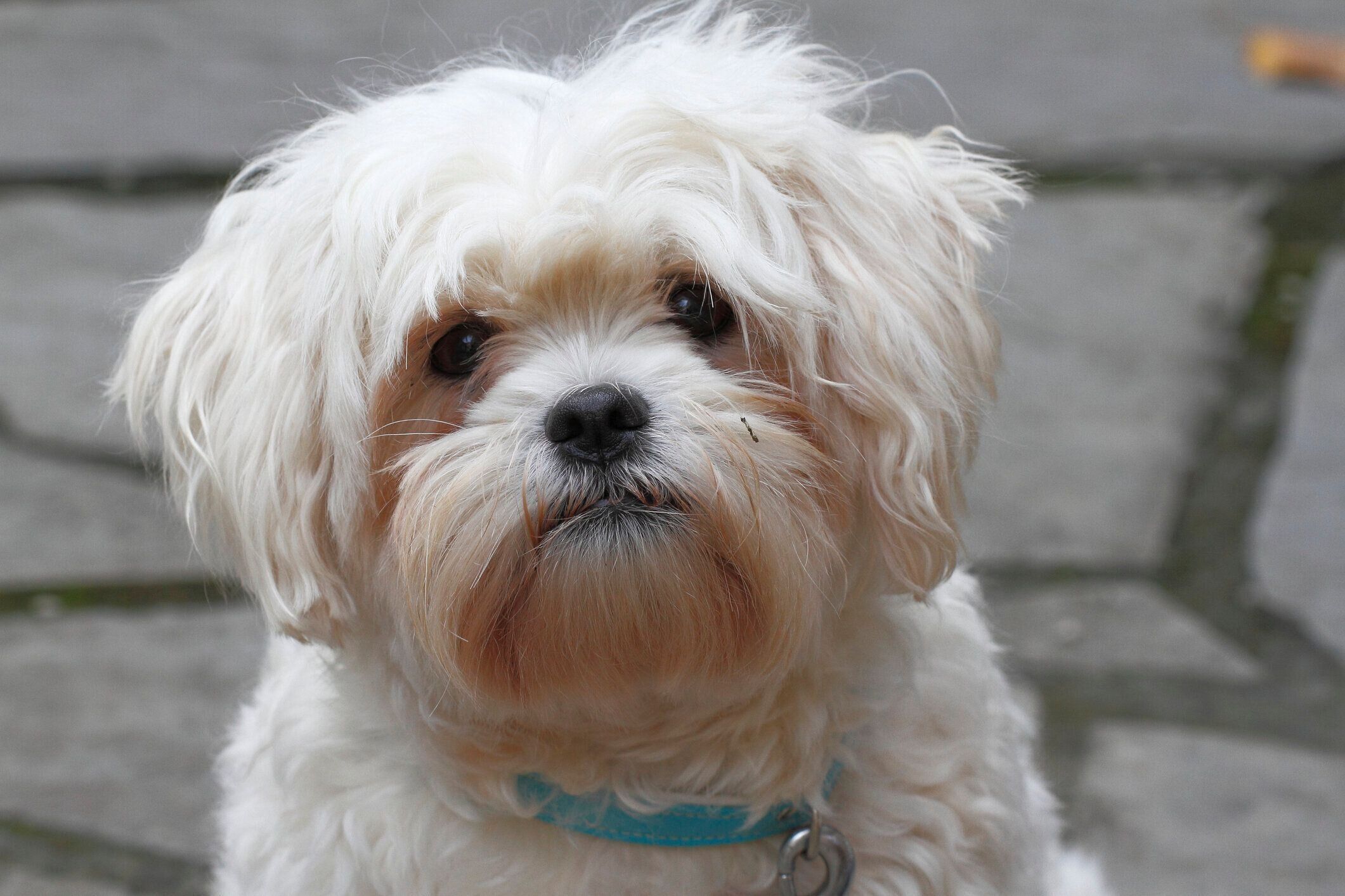 じっと見つめるハバニーズ