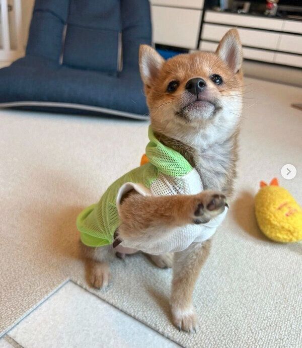 オテをするこうめちゃん