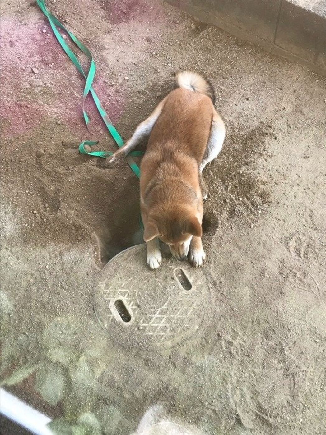 犬がお気に入りの物をコレクションしちゃう理由って いぬのきもちweb Magazine 犬がお気に入りの物をコレクションしちゃう理由って いぬのきもちweb Magazine