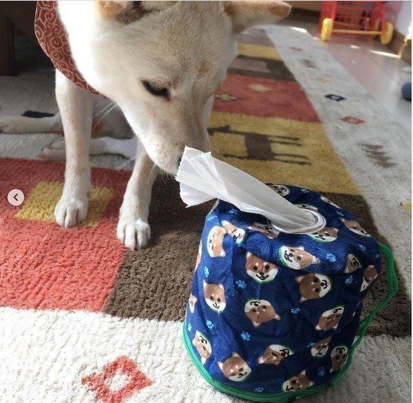 カプセルトイ「柴犬おさんぽグッズDX」