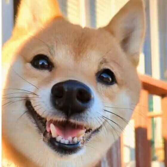 【柴犬あるある】3つの言葉「柴ドリル」「拒否柴」「柴距離」とはどんな意味で使われる？ いぬのきもち