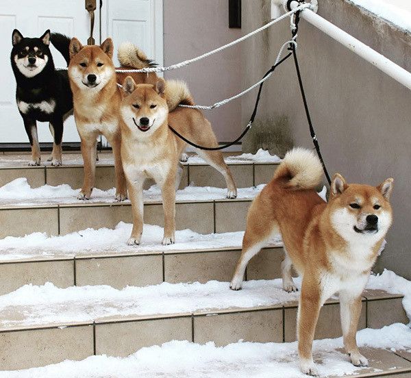 4匹の柴犬