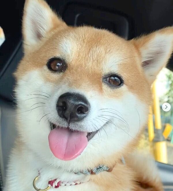 笑顔が可愛いコロちゃん