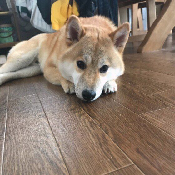 柴　ぽんたくん