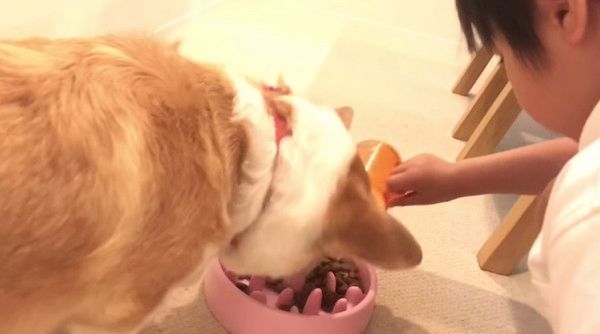 ダイエット中のコーギー