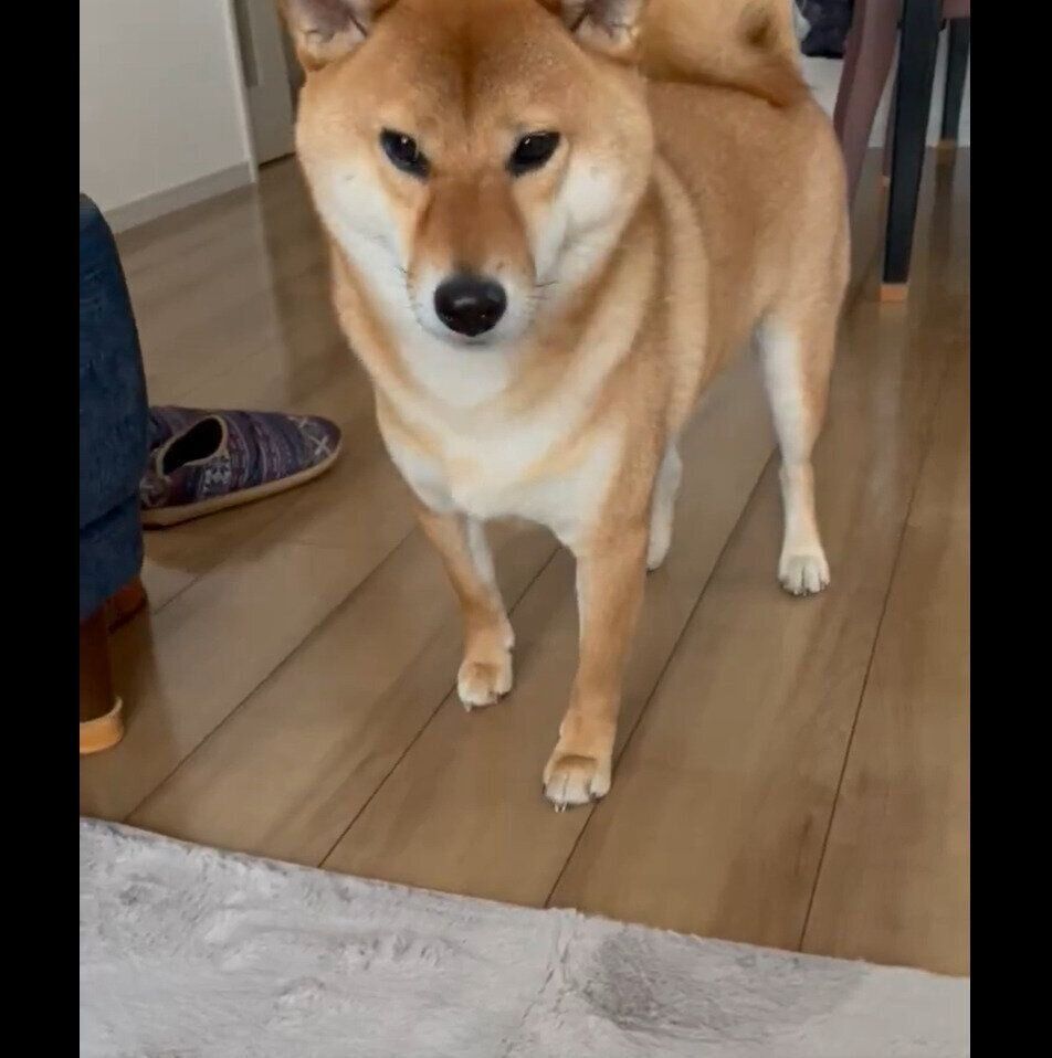 初めて見るラグの前で固まるおだしくん