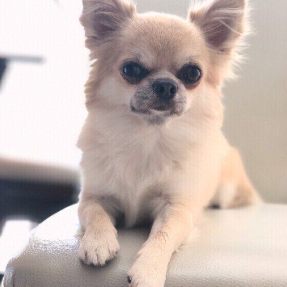 犬伝染性肝炎ってどんな病気？ いぬのきもち