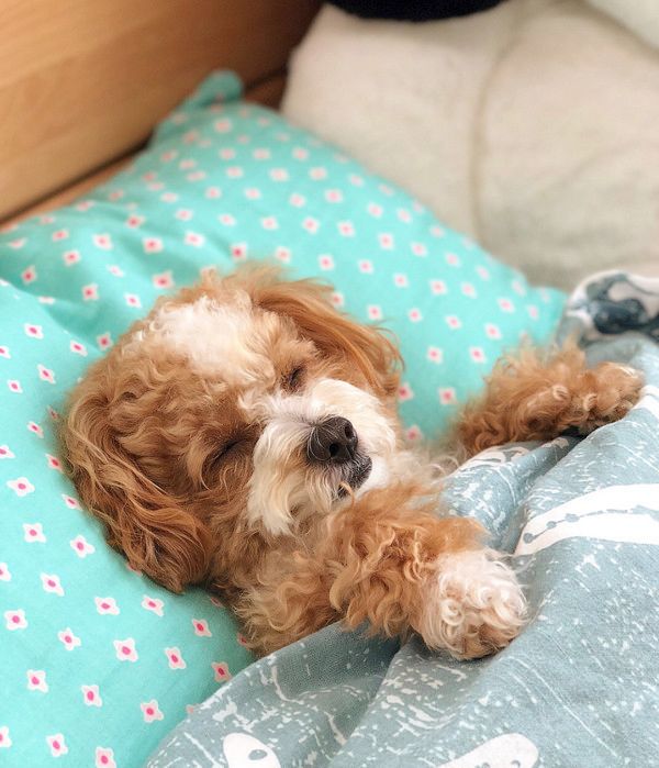 ベッドでぐっすり寝る犬