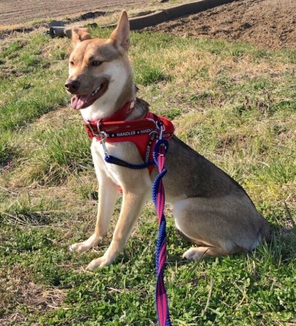 散歩を楽しむあんこちゃん