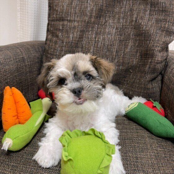 冬が旬の野菜、大根・白菜は犬に与えてもいいの？ 注意点とは いぬのきもち