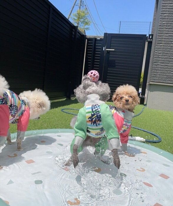 ボール遊びするもくくん(中央)、ゆのちゃん(右)、こまりちゃん(左)