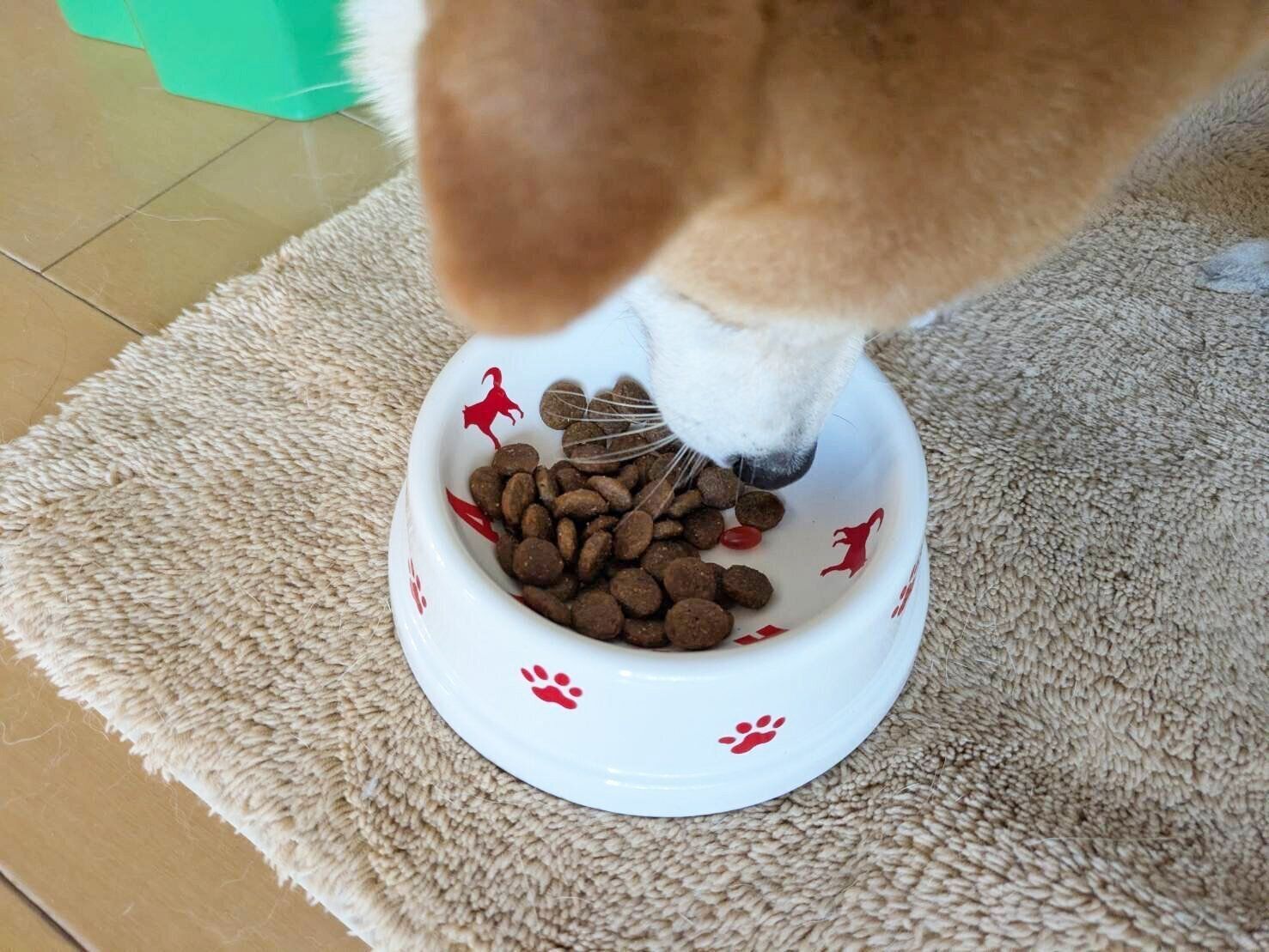 はなちゃん（14才／柴犬）