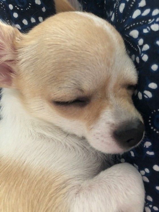 眠るチワワ