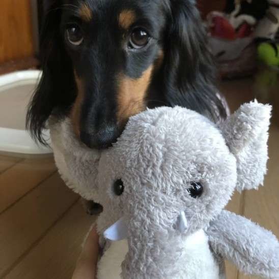 ぬいぐるみをくわえるミニチュア・ダックスフンド