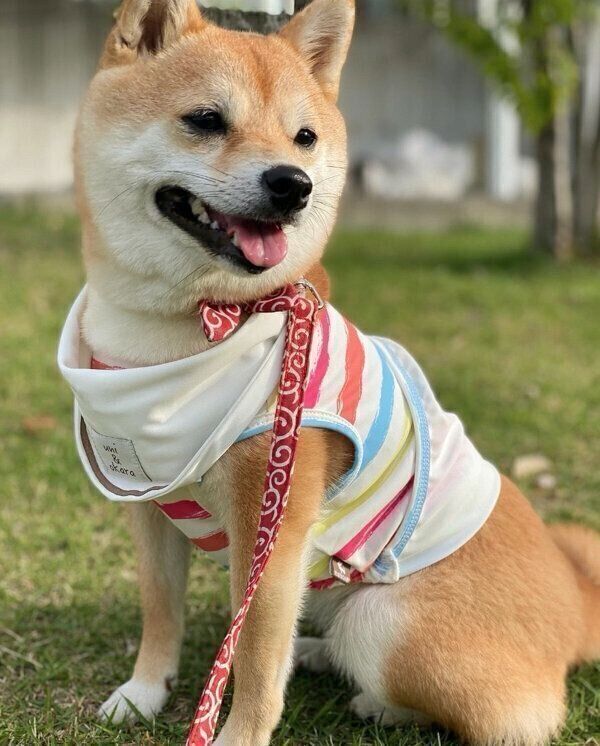 散歩を楽しむモモちゃん