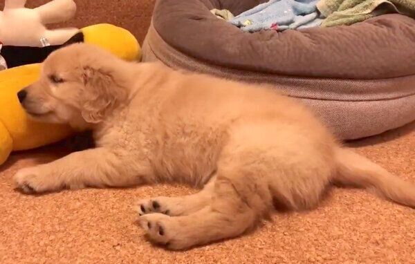 気にせず眠るまるくん