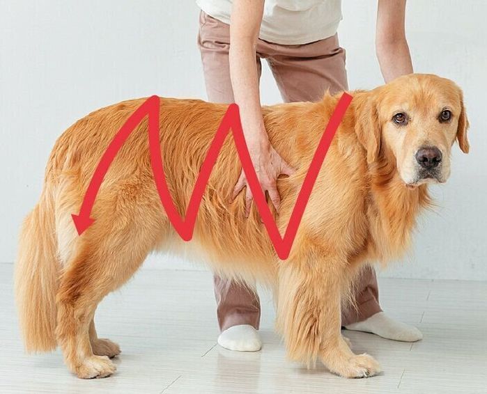 犬が”とろける”なで方があるの?「興奮を静める」「不安を取り除く」犬のなで方も|いぬのきもちWEB MAGAZINE