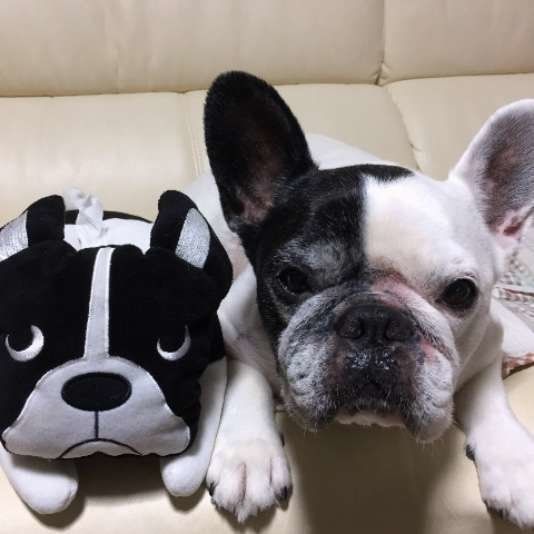 人形に寄り添うフレンチ・ブルドッグ
