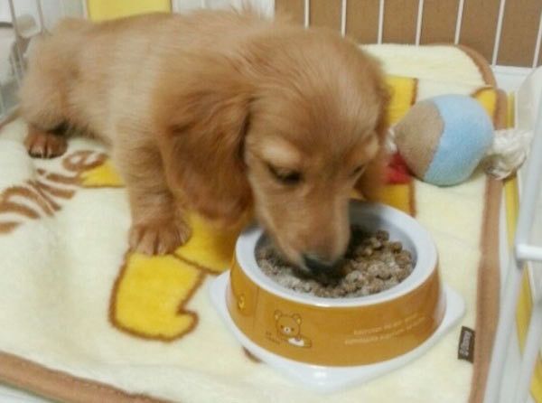 ゴハンを食べるミニチュア・ダックスフンド