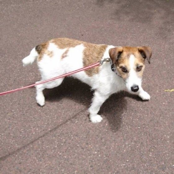 散歩中のジャック