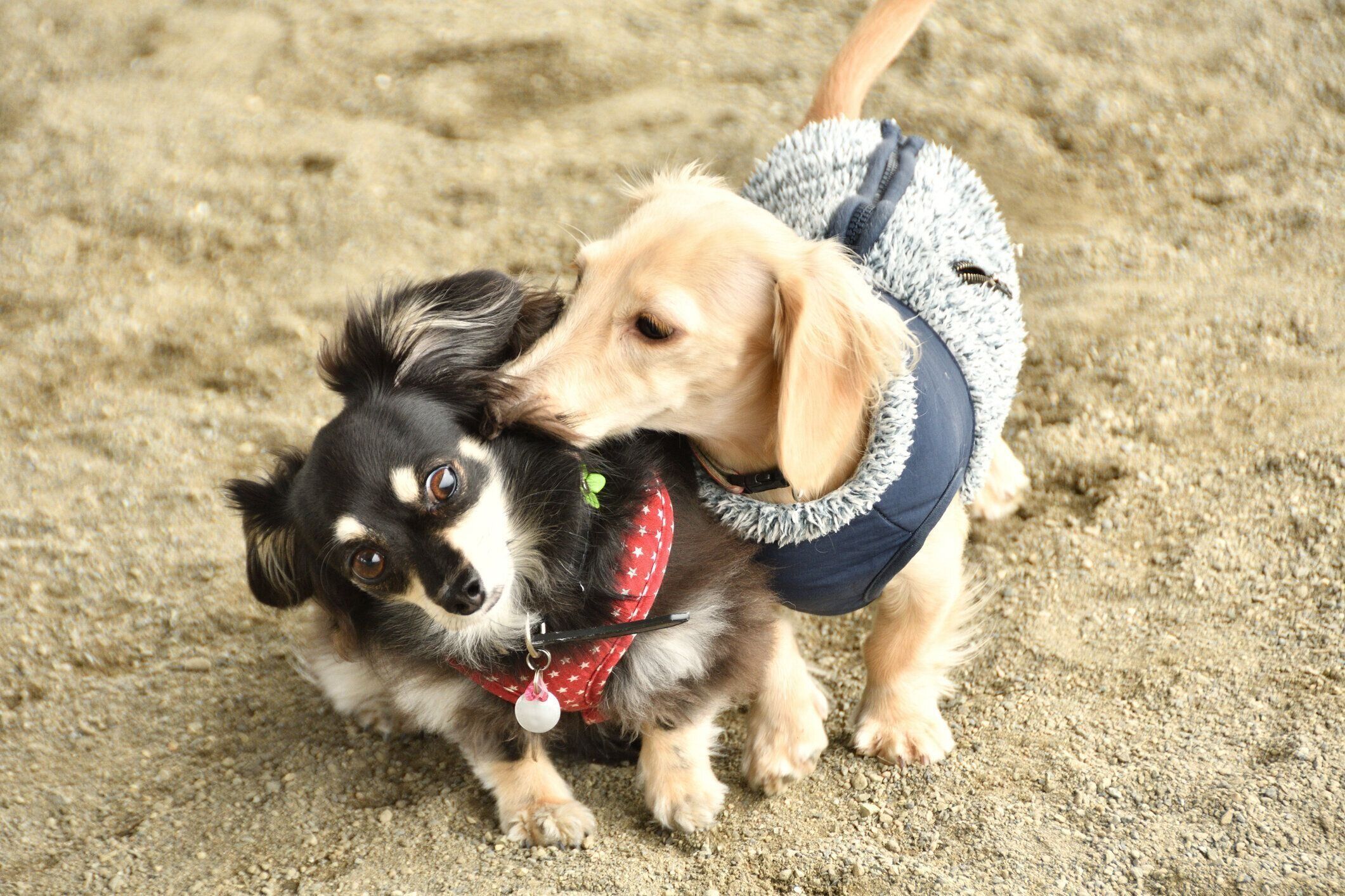 じゃれあう2匹の犬