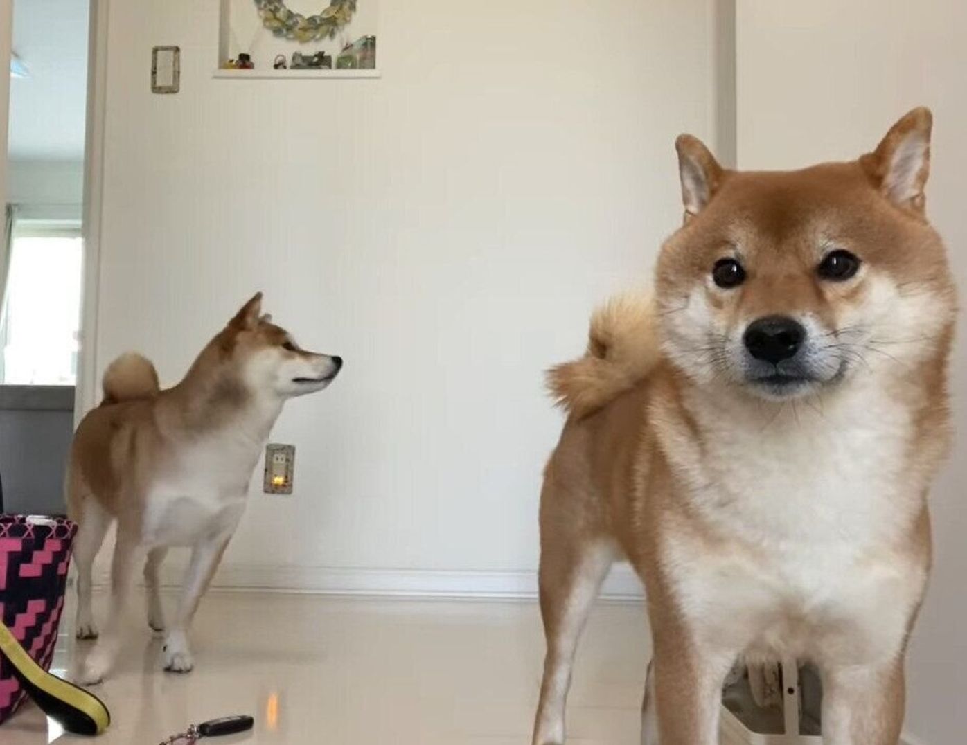 飼い主さんの実家から帰るのを察した柴犬 寂しそうに クゥ ン と鳴いてソワソワ いぬのきもちweb Magazine 飼い主さんの実家から帰るのを察した柴犬 寂しそうに クゥ ン と鳴いてソワソワ いぬのきもちweb Magazine