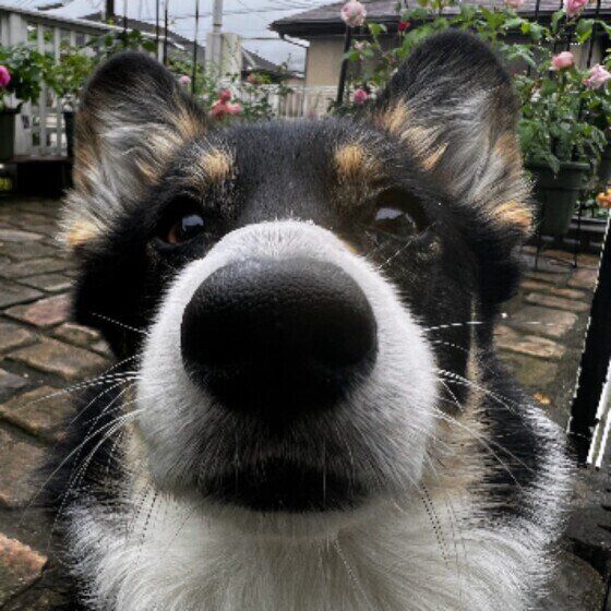 たびちゃん（ウェルシュ・コーギー・ペンブローク）