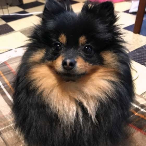 ポメラニアンのサリーちゃん