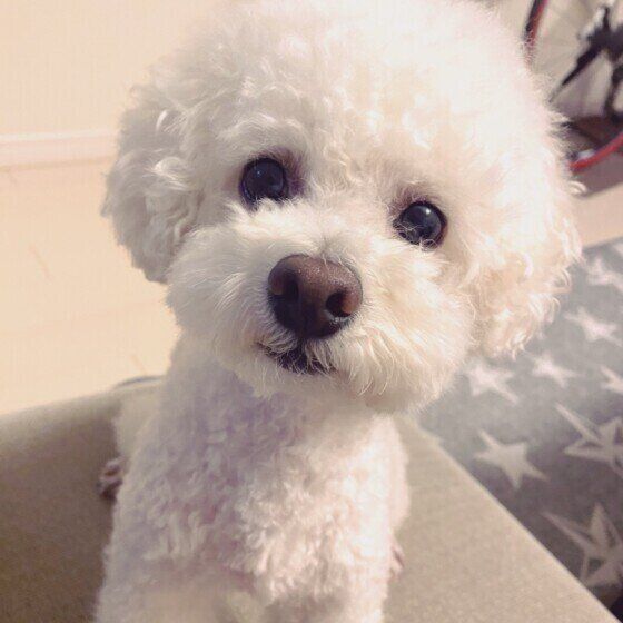 クゥくん（トイ・プードル）