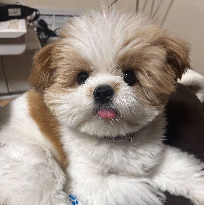 舌を出す琥珀くん