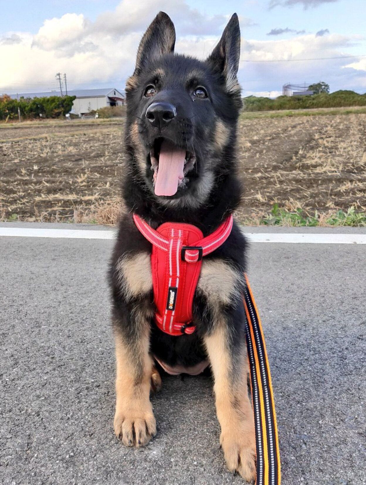 子犬時代のミラちゃん