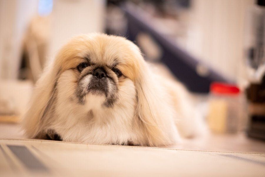 ゴハンを待つペー太くん