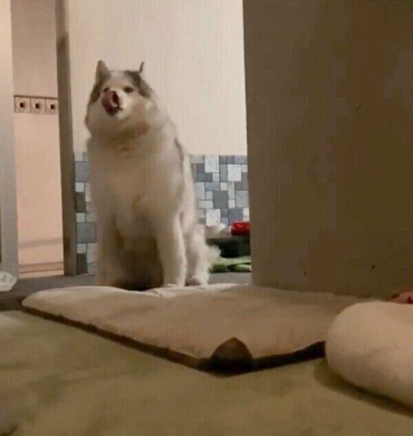 動揺するフィスくん