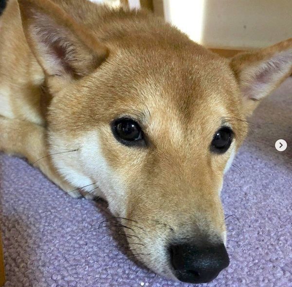 伏せをする豆柴