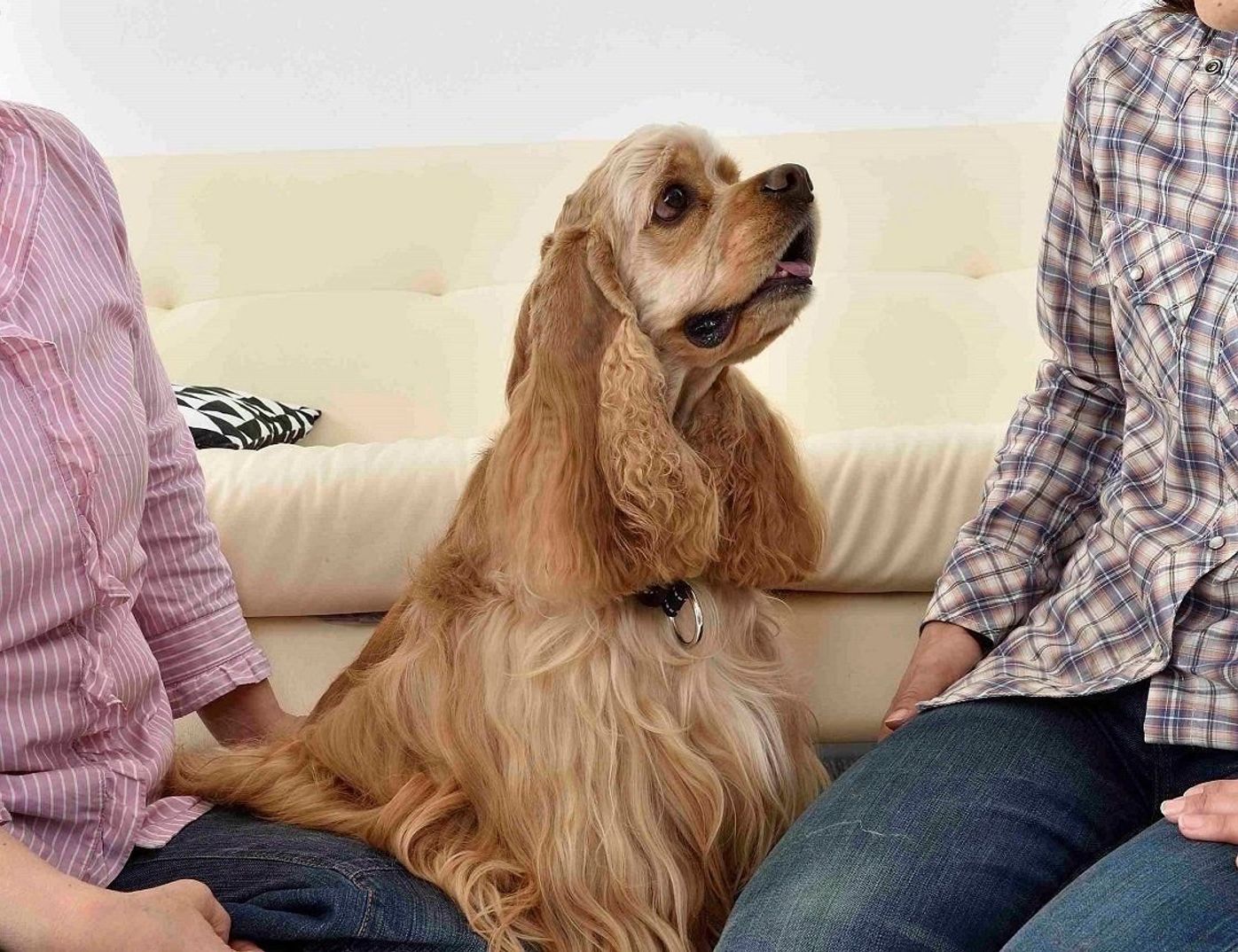 犬は家族を順位づけしない が正しい情報だとする2大根拠とは いぬのきもちweb Magazine