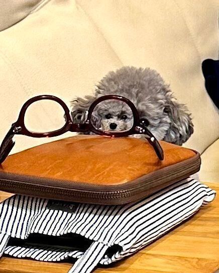 飼い主さんが思わず笑ってしまったエマちゃんの写真