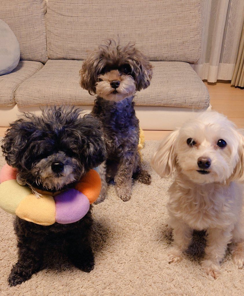 おやつを待つトイプードル2匹と犬