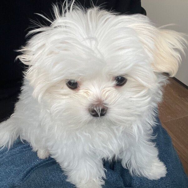 まだ子犬のあどけなさが残るもじゅちゃん