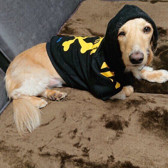 服を着るミニチュア・ダックスフンド