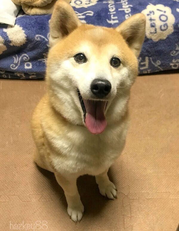 笑顔のりんちゃん