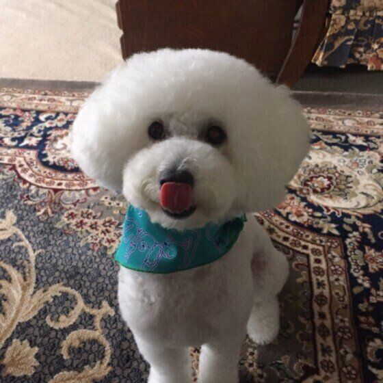 舌なめずりするプードル