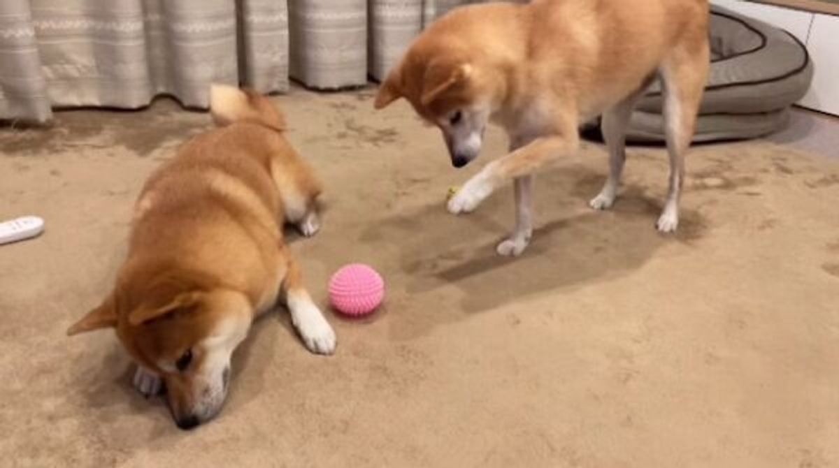 弟犬のそばにあるボールが欲しい兄犬 足を伸ばすも 絶妙に届かない 様子に笑っちゃう いぬのきもちweb Magazine 弟犬のそばにあるボールが欲しい兄犬 足を伸ばすも 絶妙に届かない 様子に笑っちゃう いぬのきもちweb Magazine