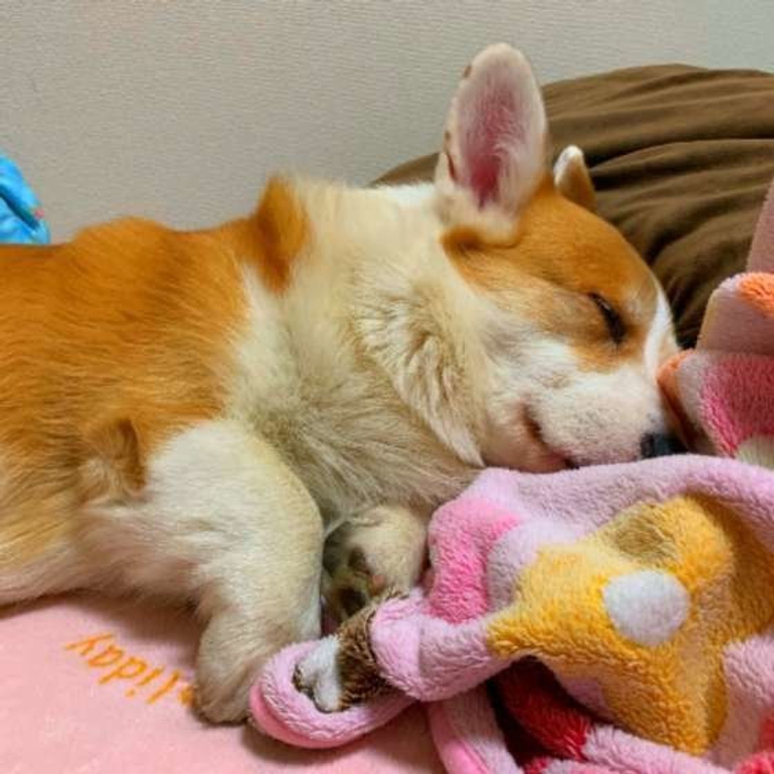 獣医師監修 犬が食べても大丈夫 枝豆をあげる時の注意点とは いぬのきもちweb Magazine 獣医師監修 犬が食べても大丈夫 枝豆をあげる時の注意点とは いぬのきもちweb Magazine