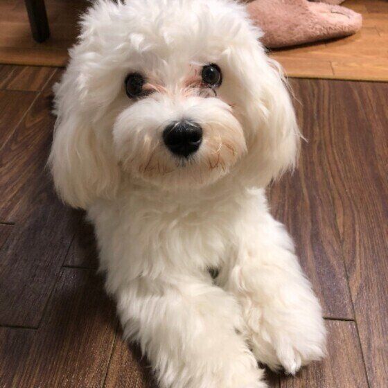 見つめるマルチーズ