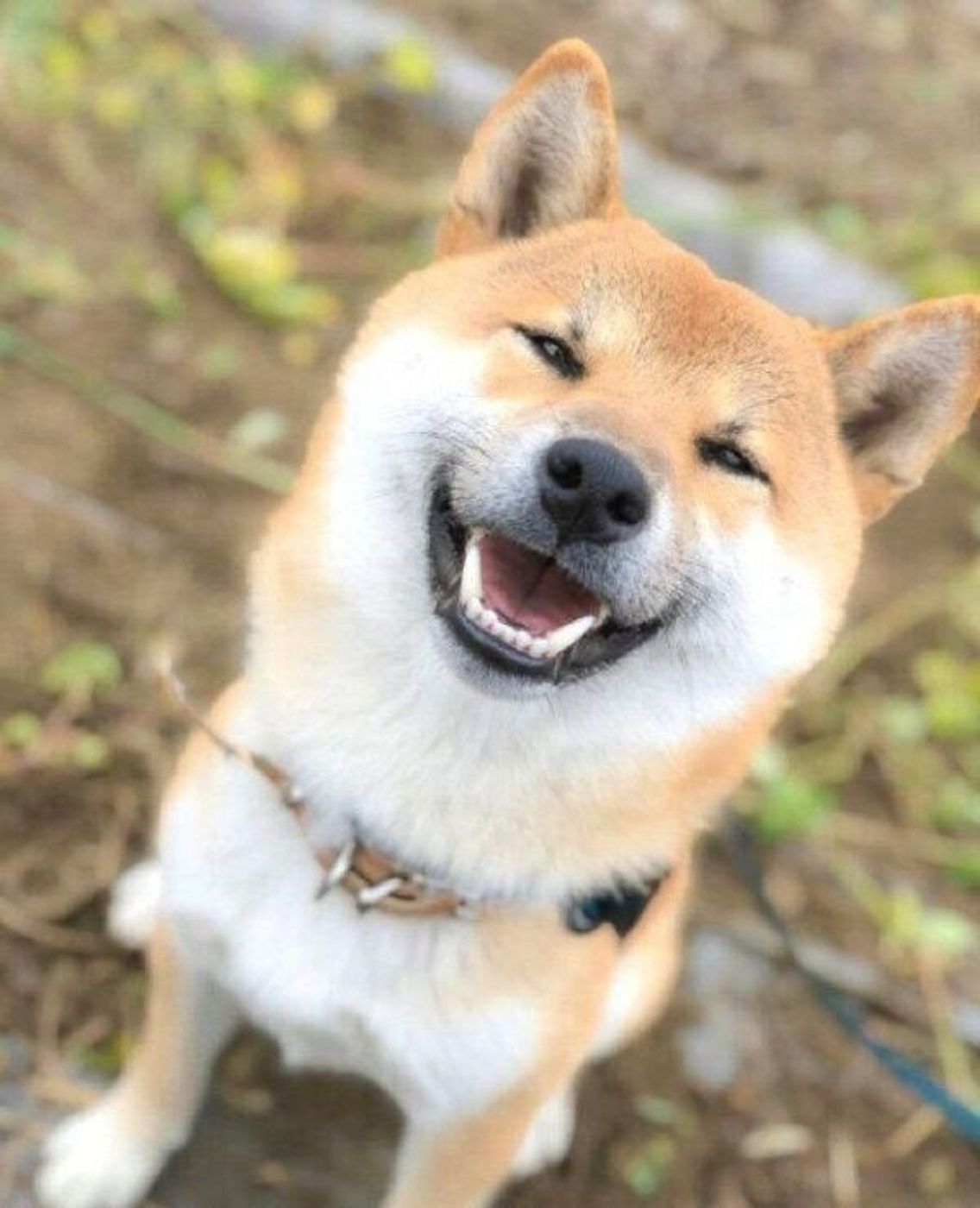 穴掘り作業中の柴犬を後ろから撮影 かっこよすぎる姿とドヤ顔に称賛の嵐 いぬのきもちweb Magazine 穴掘り作業中の柴犬を後ろから撮影 かっこよすぎる姿とドヤ顔に称賛の嵐 いぬのきもちweb Magazine