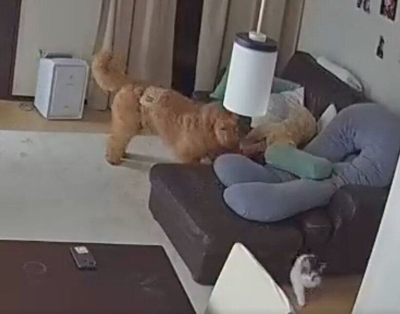 さんちゃんのことを追いかけるえんじろうくん